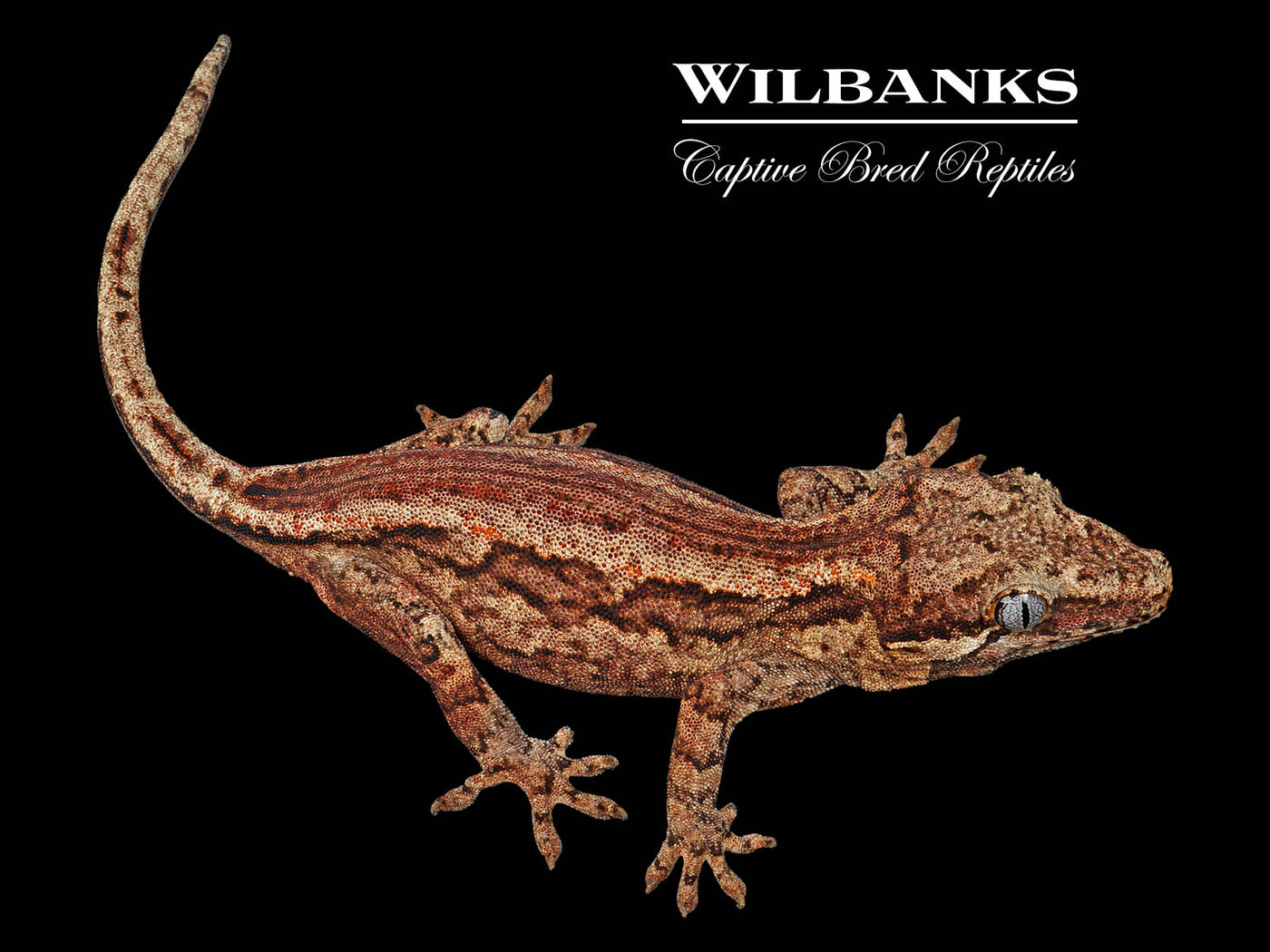 Striped Gargoyle Gecko '24