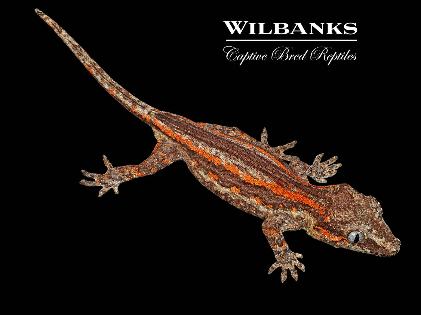 Orange Striped Gargoyle Gecko '24