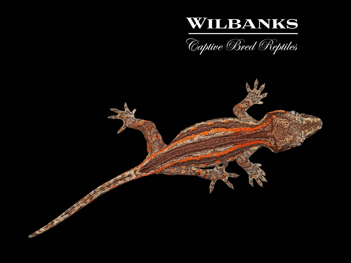 Orange Striped Gargoyle Gecko '24