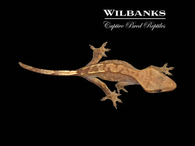 Crested Gecko '24