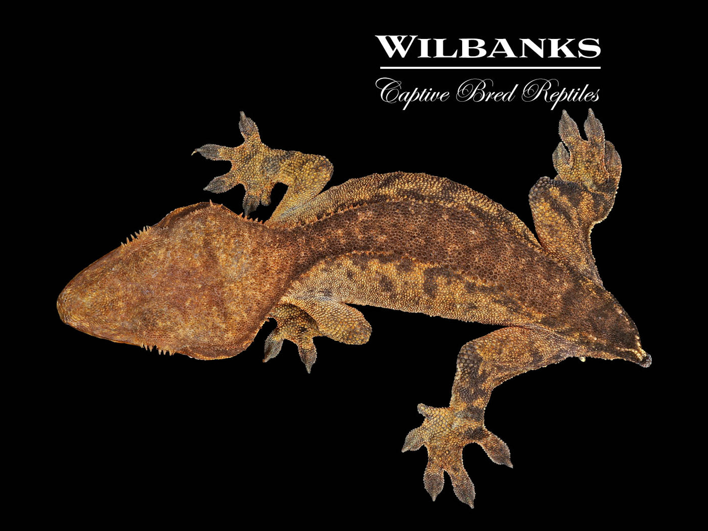 Crested Gecko '24