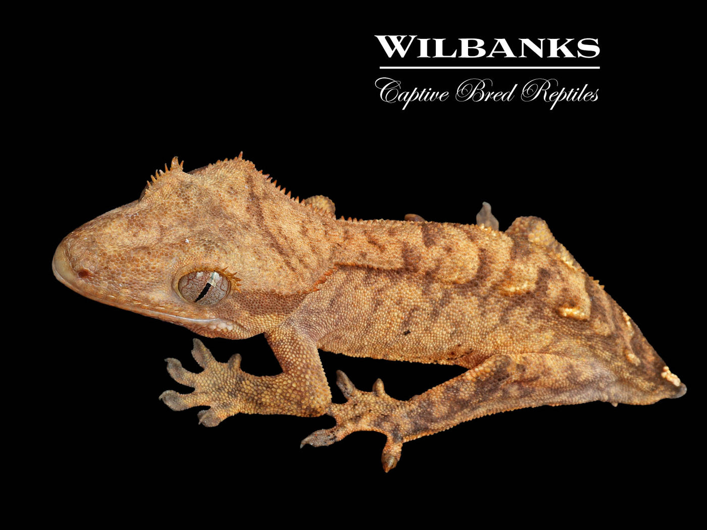 Crested Gecko '24