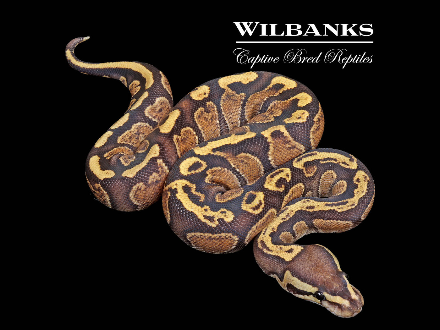 GHI Fire Ball Python ♀ '25