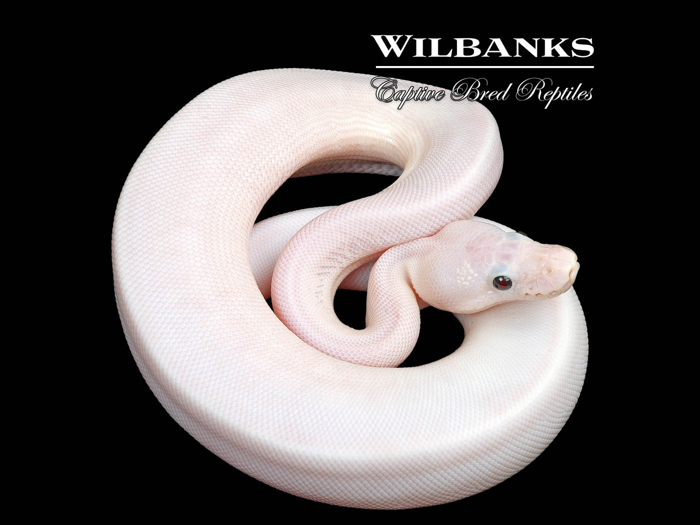 Super Fire Ball Python ♀ '25