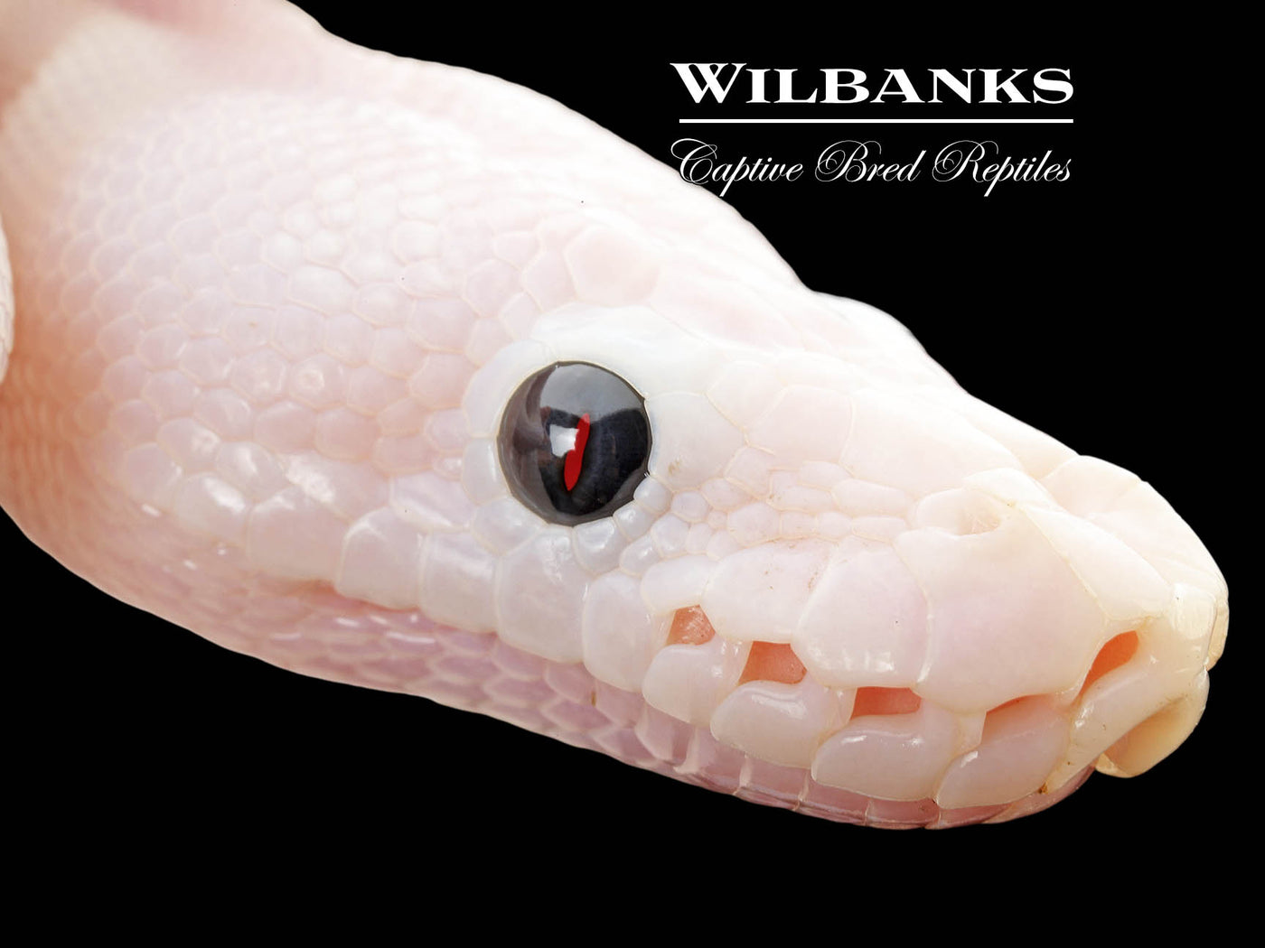 Super Fire Ball Python ♀ '25