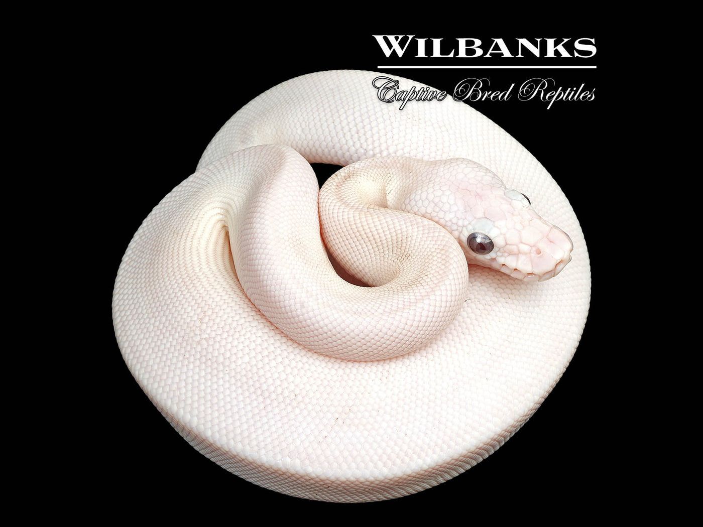 Banana Blue Eyed Leucistic (Mojave Butter) Ball Python ♂ '25
