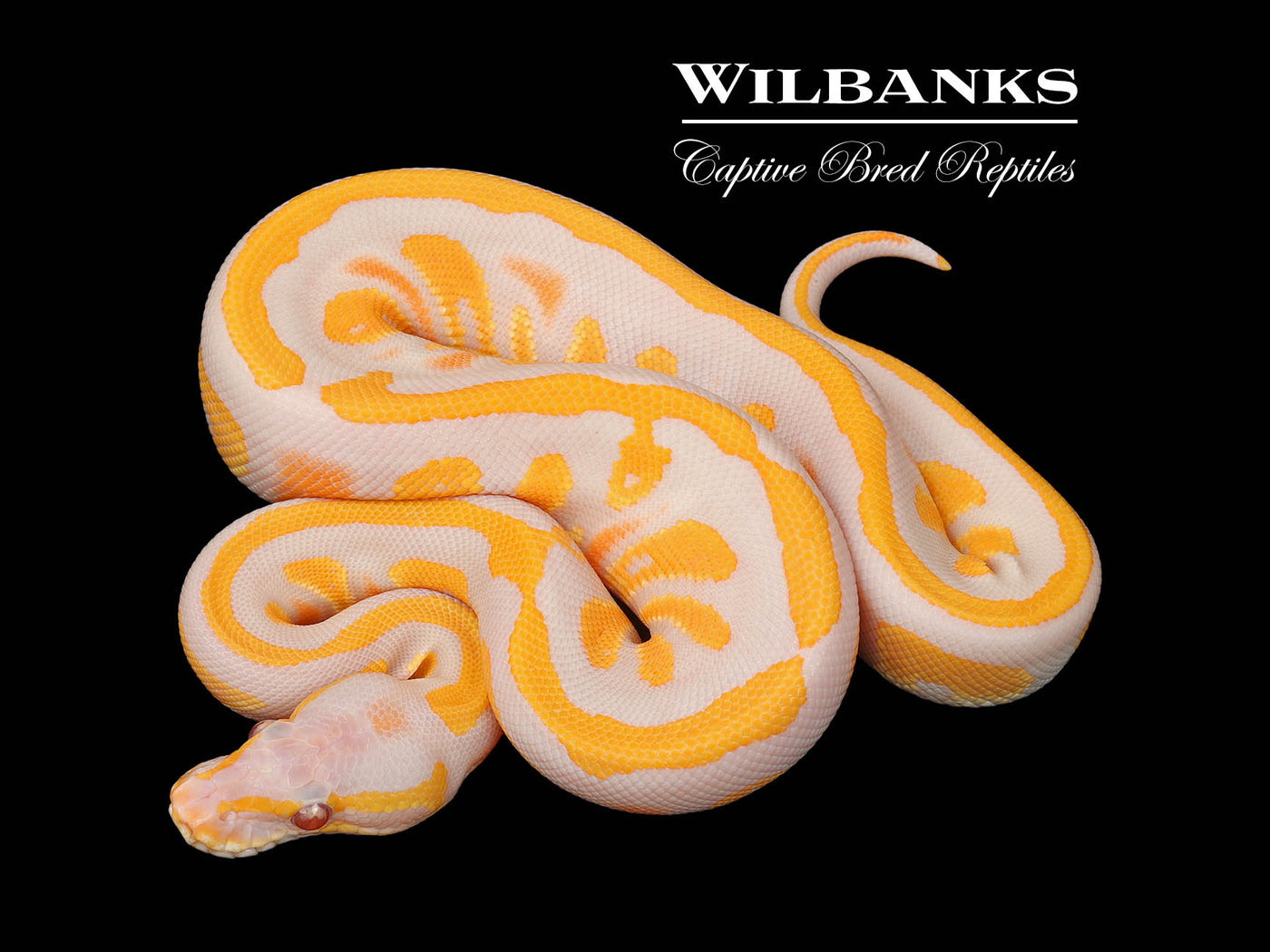 Lavender Blackhead Orange Dream 100% Het. Pied Ball Python ♀ '25