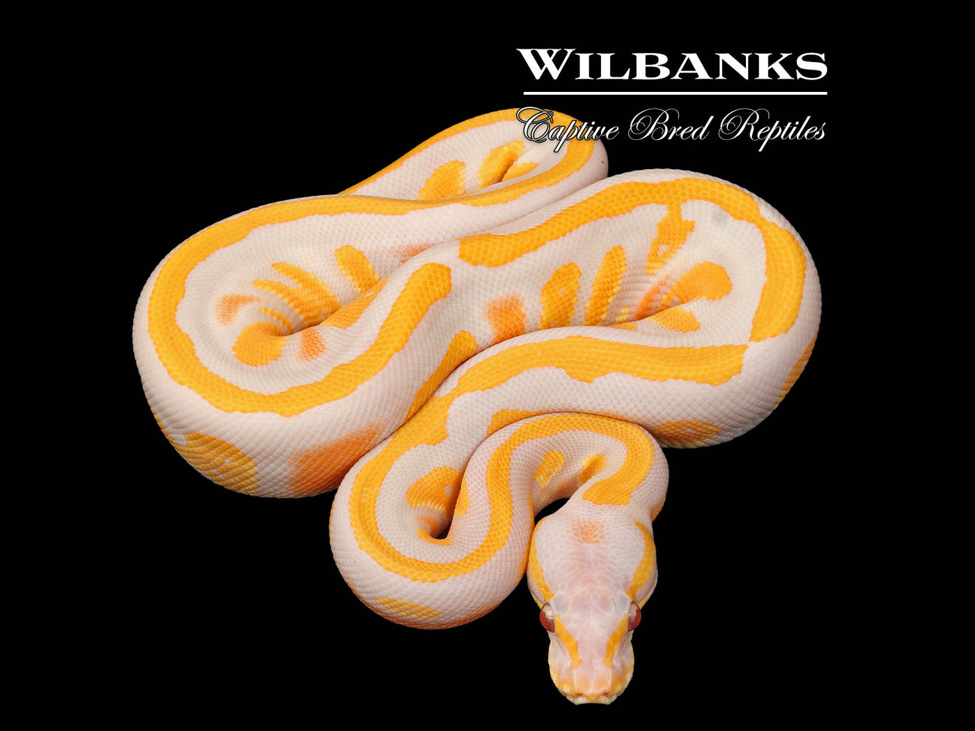 Lavender Blackhead Orange Dream 100% Het. Pied Ball Python ♀ '25