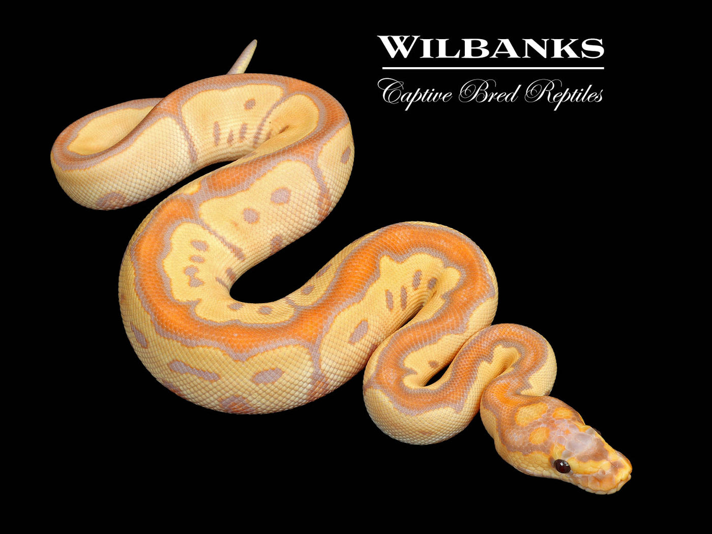 Banana Clown Ball Python ♂ '25