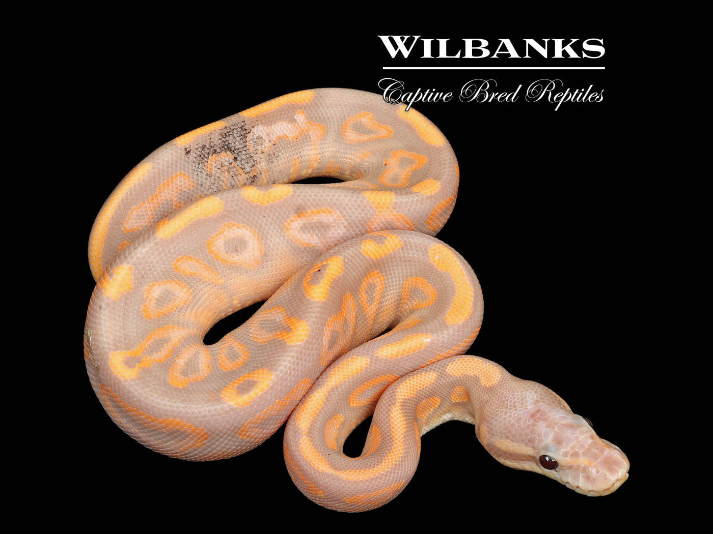 Banana Cinnamon Yellow Belly Ball Python ♂ '25