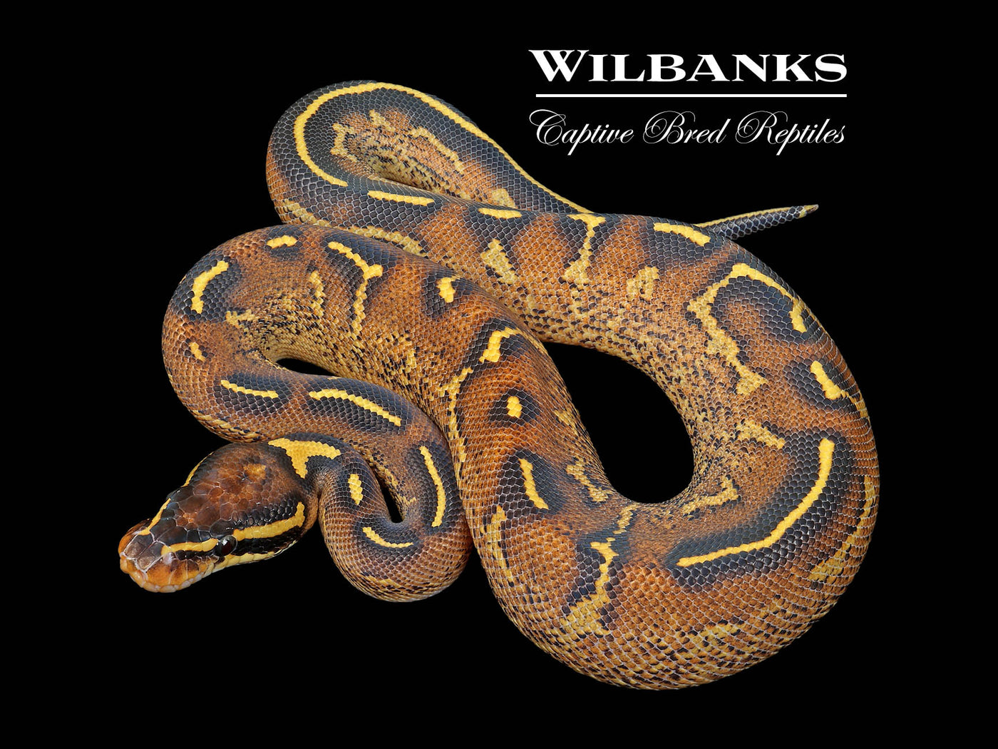 Freeway Ball Python ♂ '25