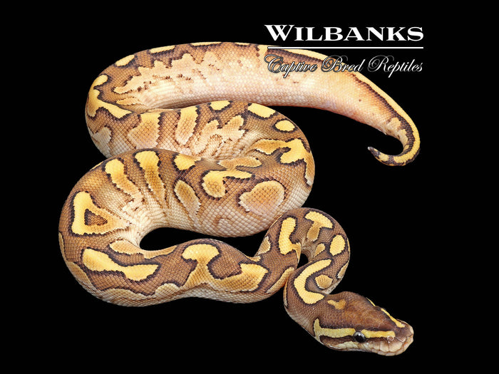 Butter Sugar Yellow Belly Ball Python ♀ '26