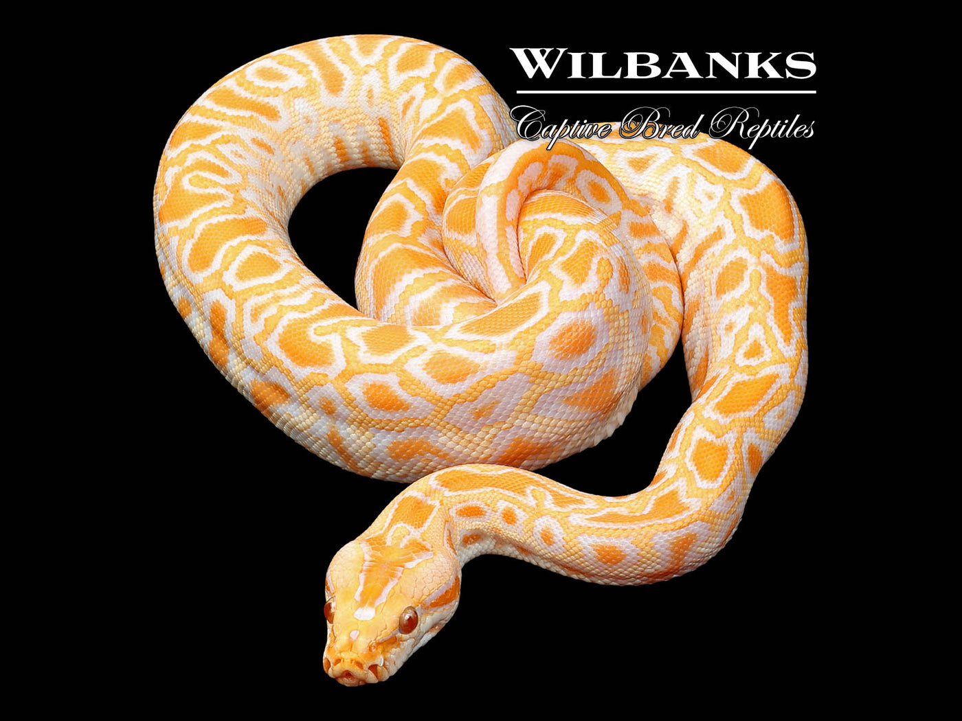 Albino 100% Het. Pied (imperfect tail) Burmese Python  ♀ '24