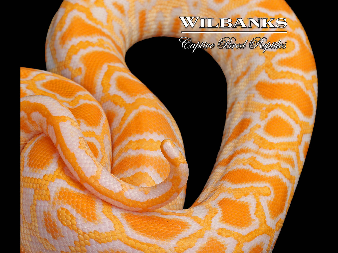 Albino 100% Het. Pied (imperfect tail) Burmese Python  ♀ '24