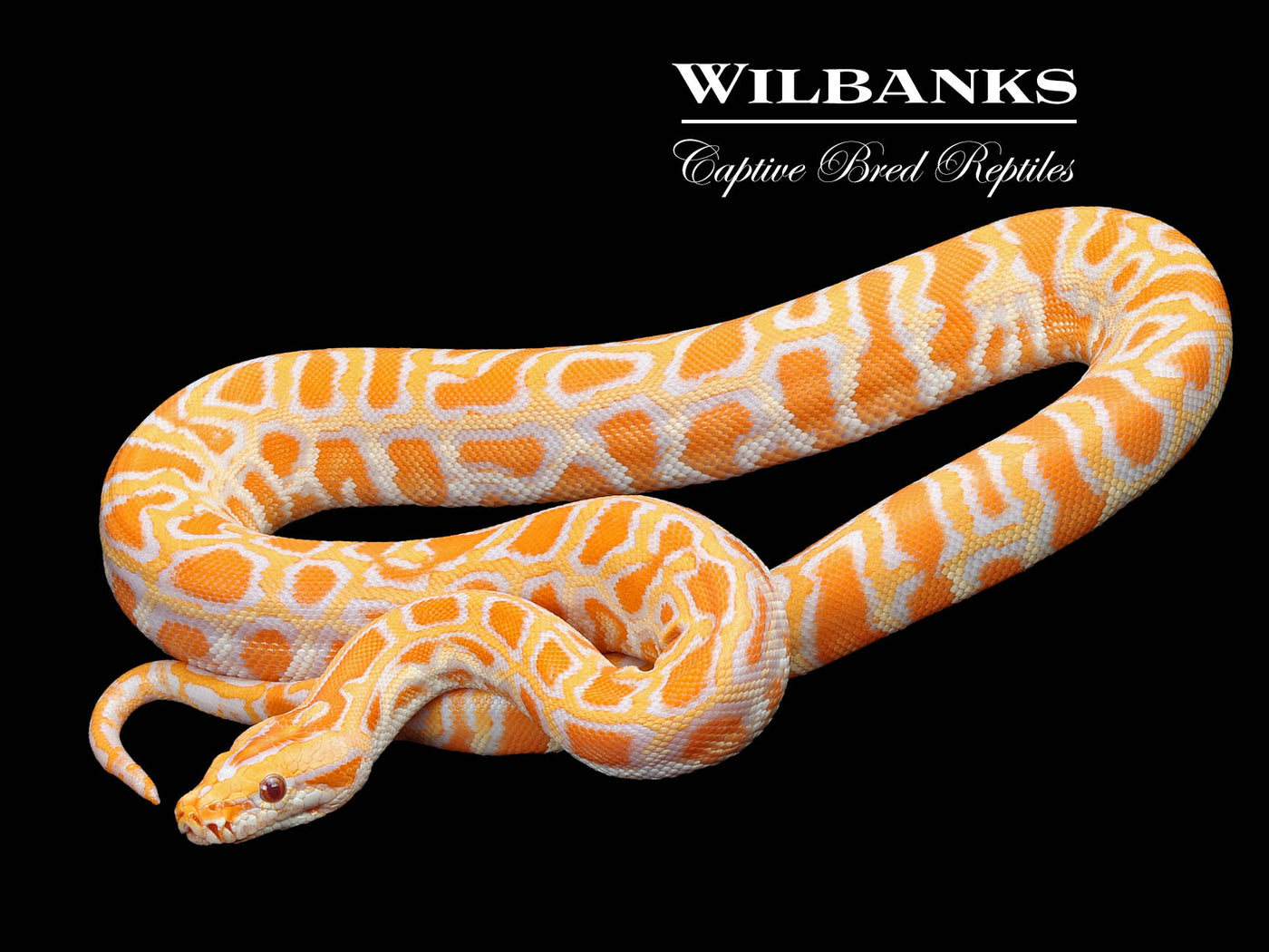 Albino 100% Het. Pied (imperfect tail) Burmese Python ♂ '24