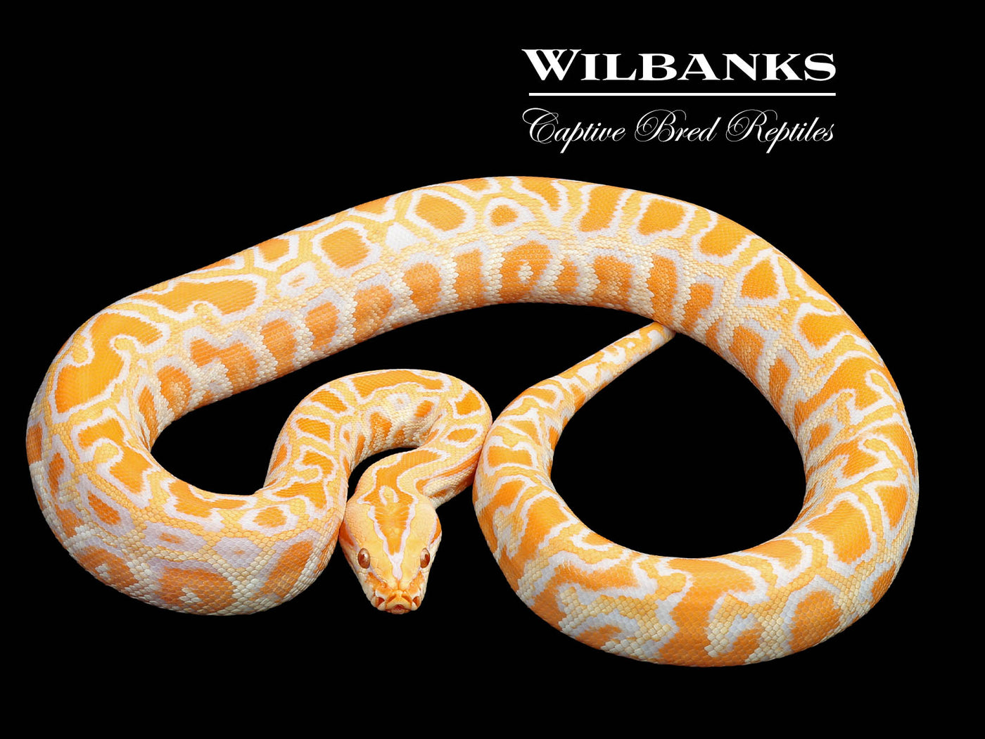 Albino 100% Het. Pied Burmese Python  ♀ '24