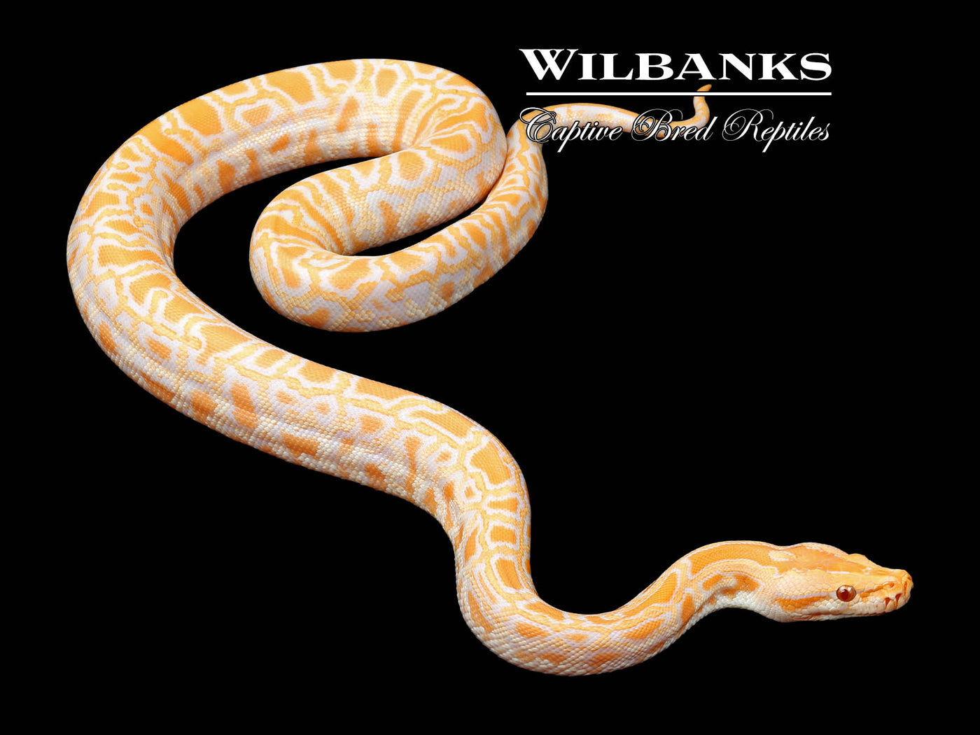 Albino 100% Het. Pied Burmese Python  ♀ '24