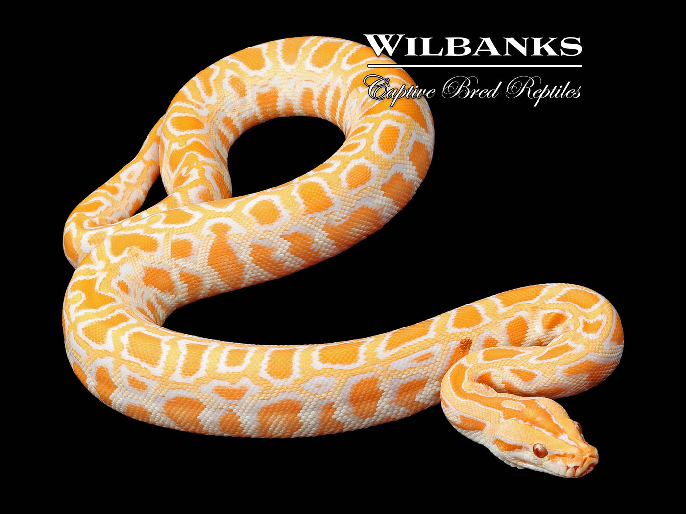 Albino 100% Het. Pied Burmese Python ♂ '24