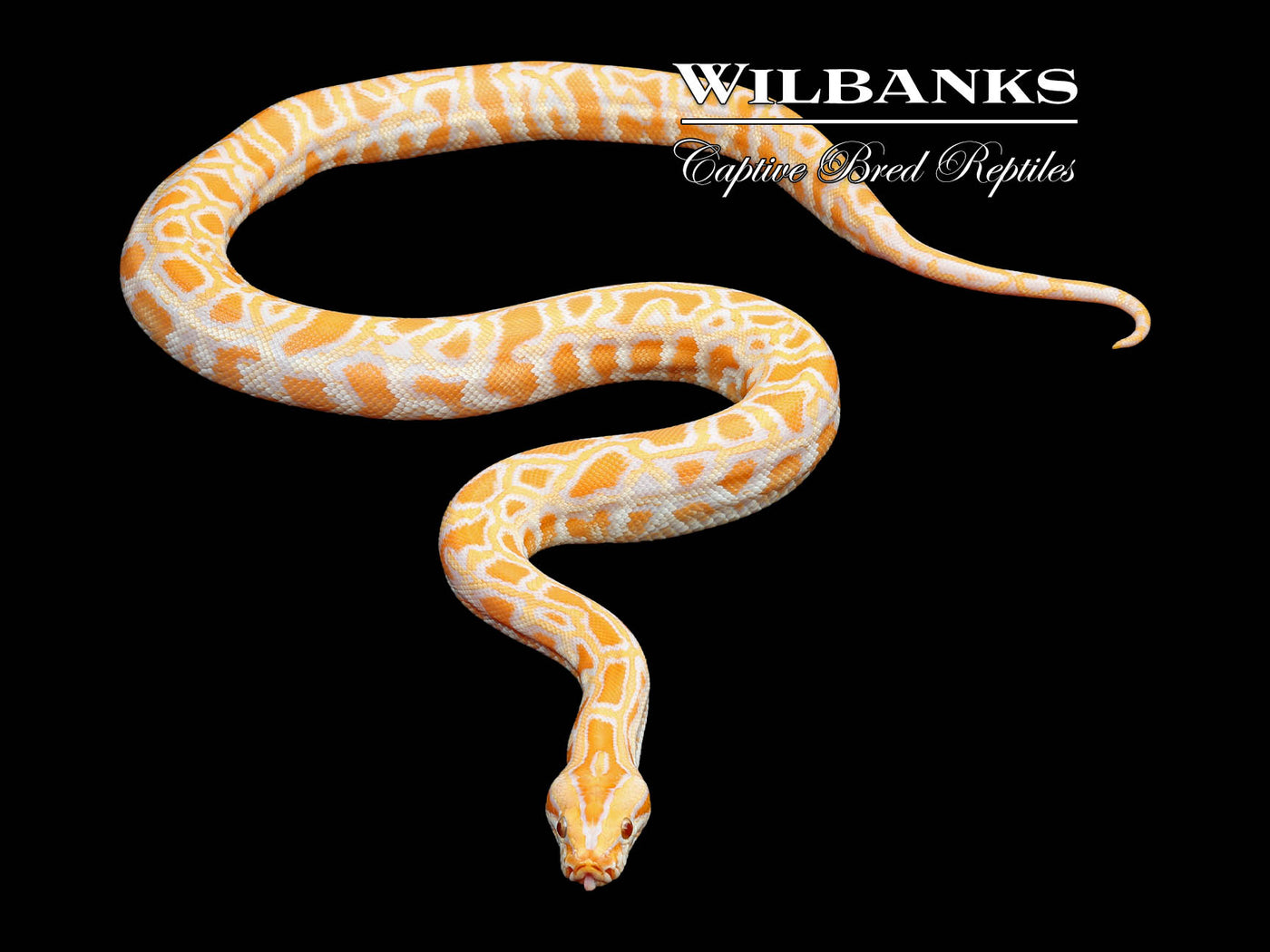 Albino 100% Het. Pied Burmese Python  ♀ '24