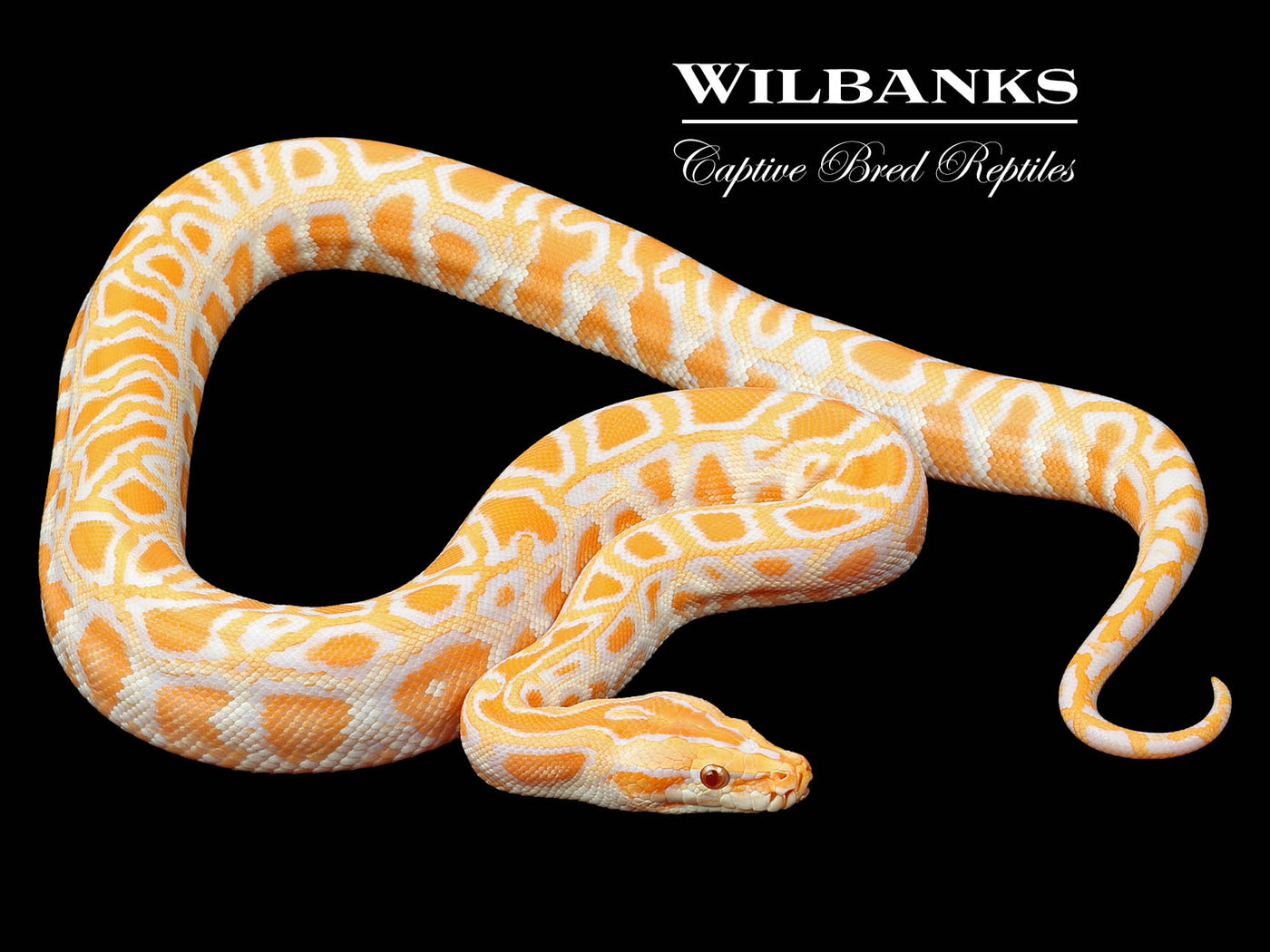 Albino 100% Het. Pied Burmese Python ♂ '24