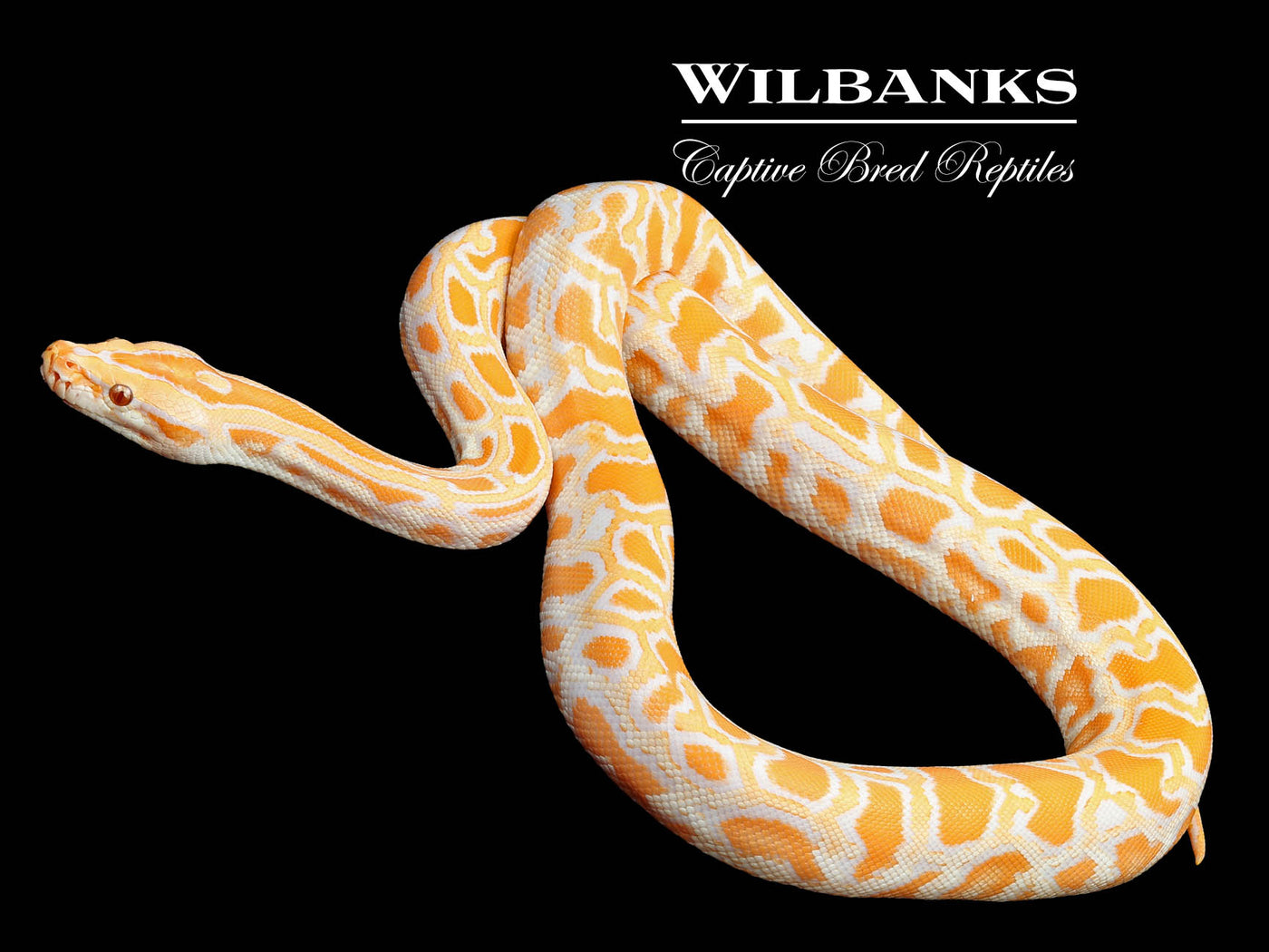 Albino 100% Het. Pied Burmese Python ♂ '24