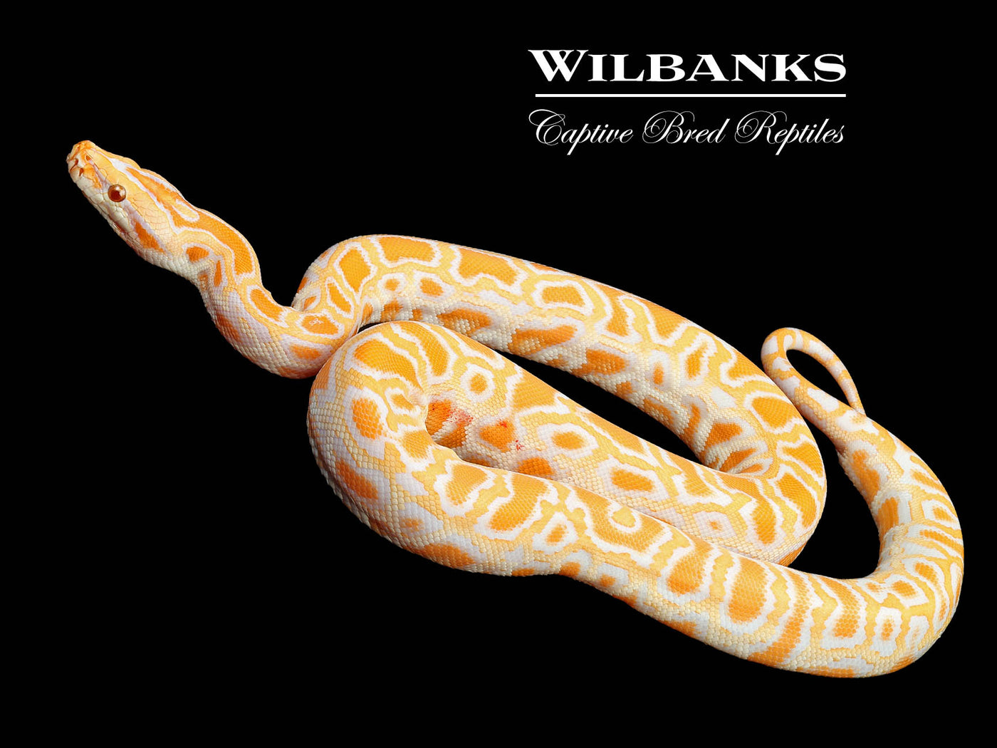 Albino 100% Het. Pied Burmese Python  ♀ '24