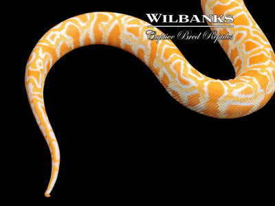 Albino 100% Het. Pied (imperfect tail) Burmese Python ♂ '24