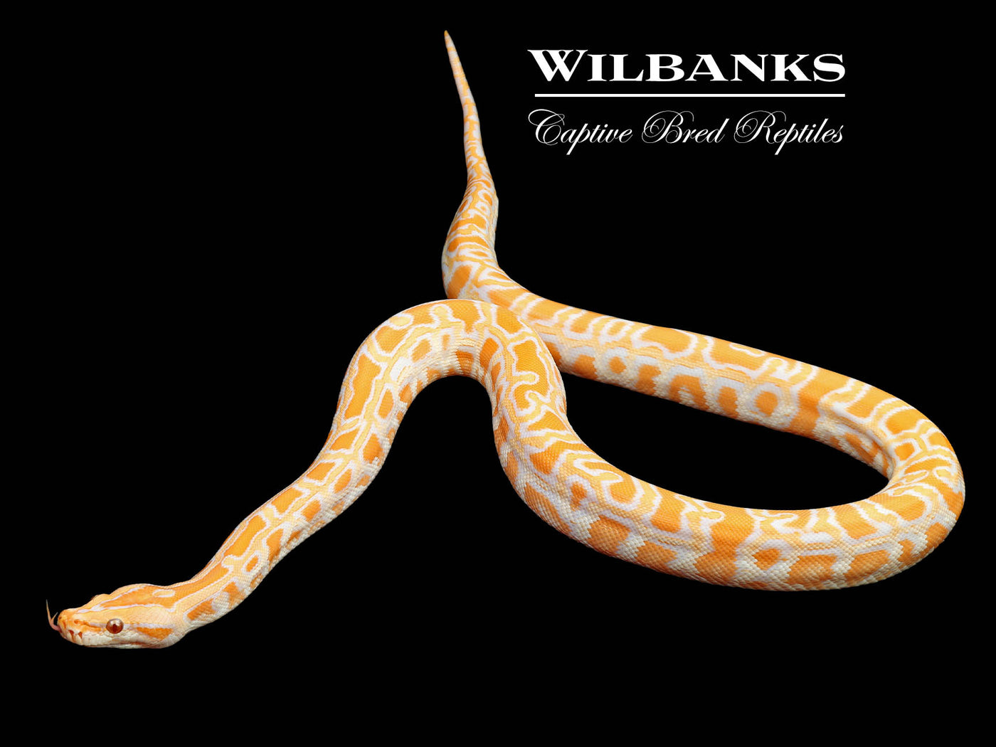 Albino 100% Het. Pied Burmese Python  ♀ '24