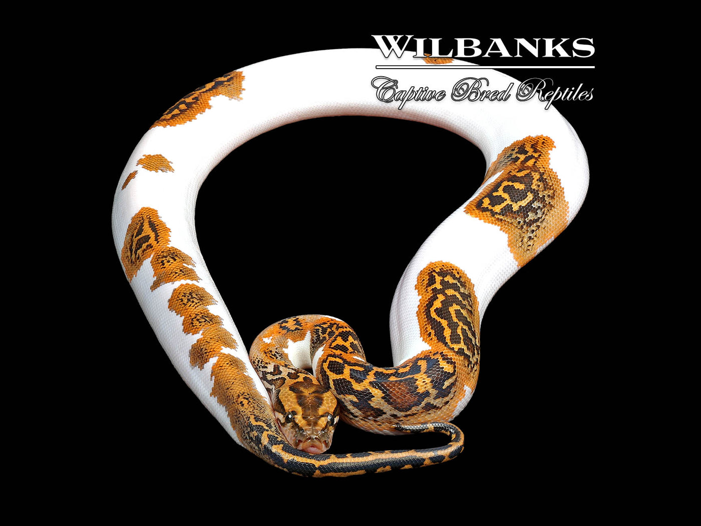 Piebald 100% Het. Albino Burmese Python  ♂ '24