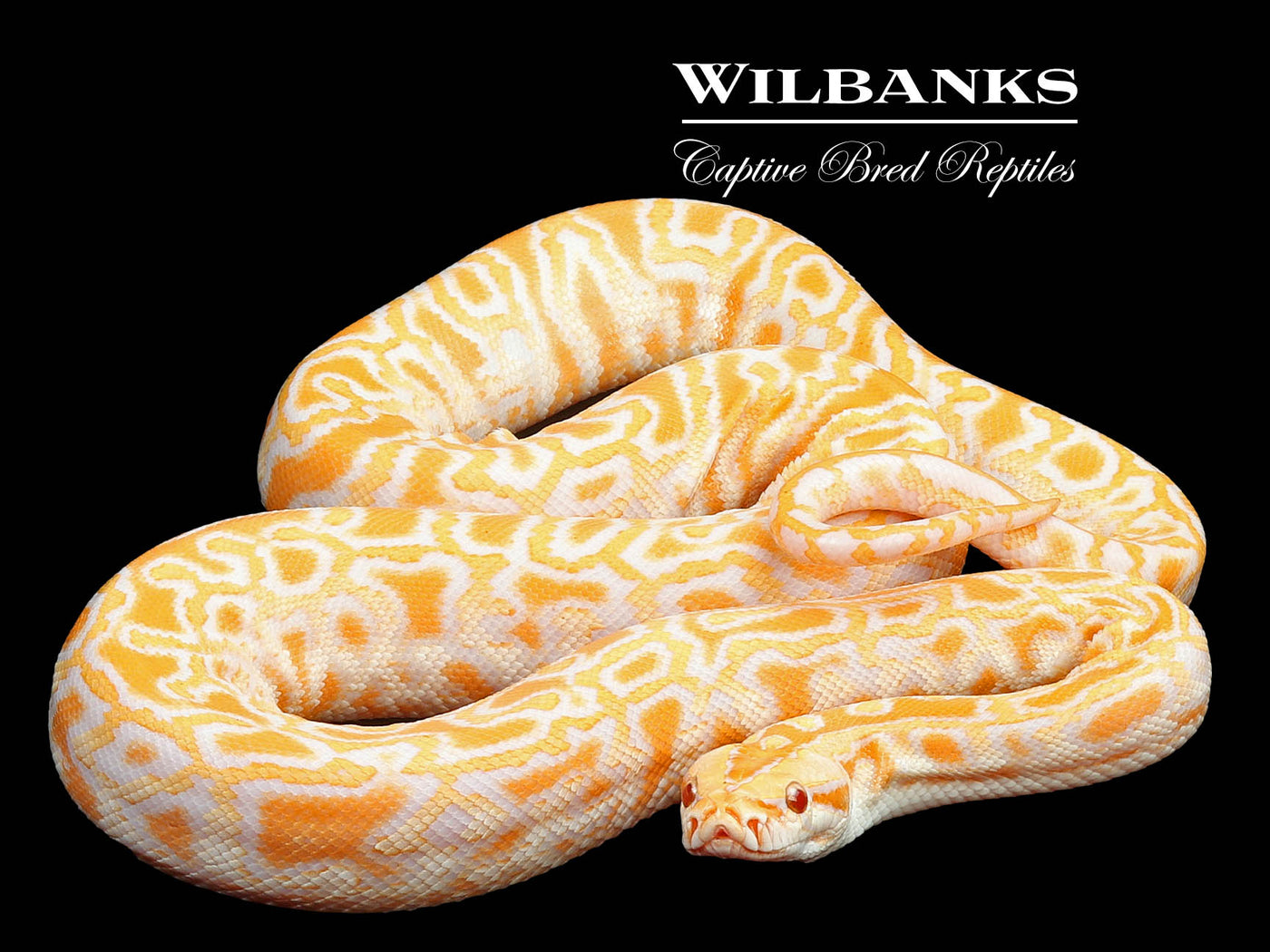 Albino 100% Het. Pied Burmese Python  ♀ '24