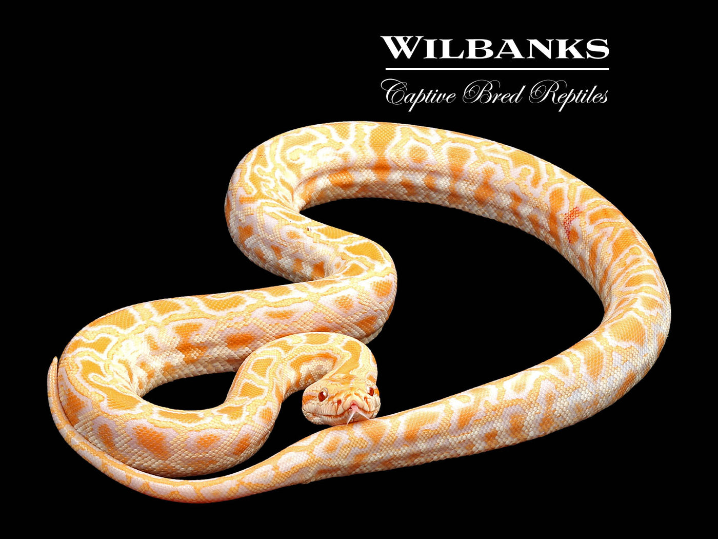 Albino 100% Het. Pied Burmese Python  ♀ '24