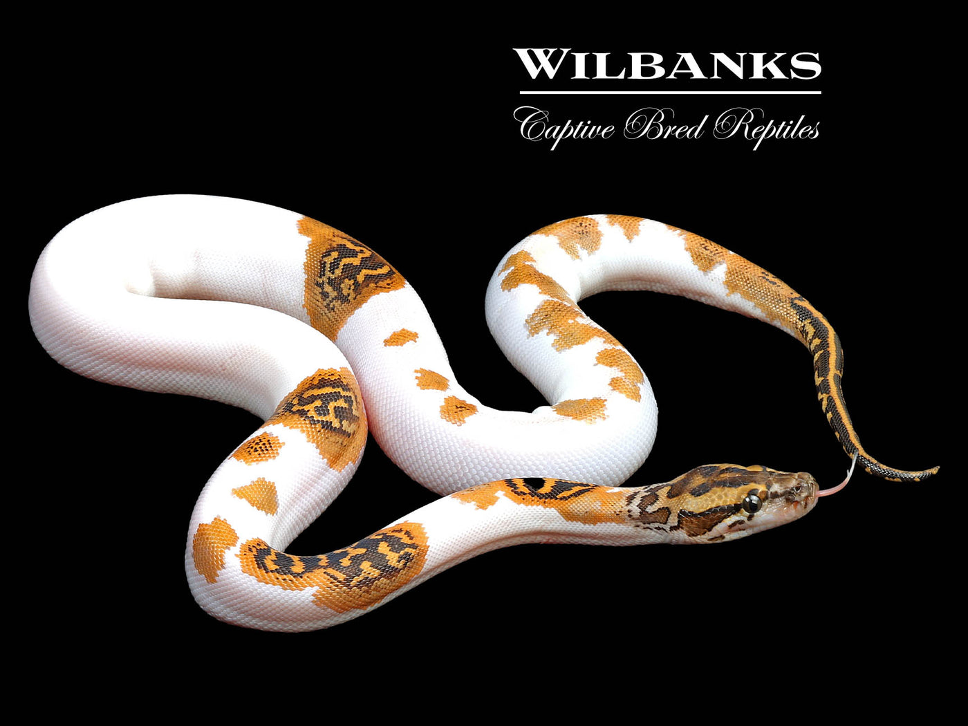 Piebald 100% Het. Albino Burmese Python  ♀ '24