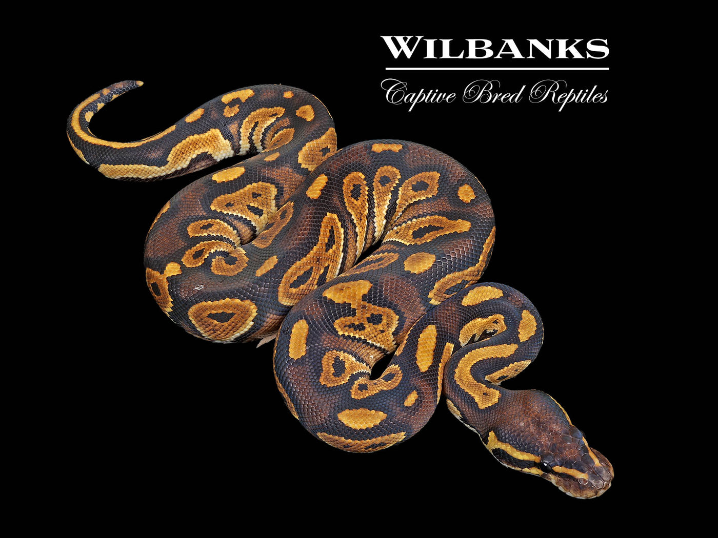 Russo Blackhead Ball Python ♂ '25