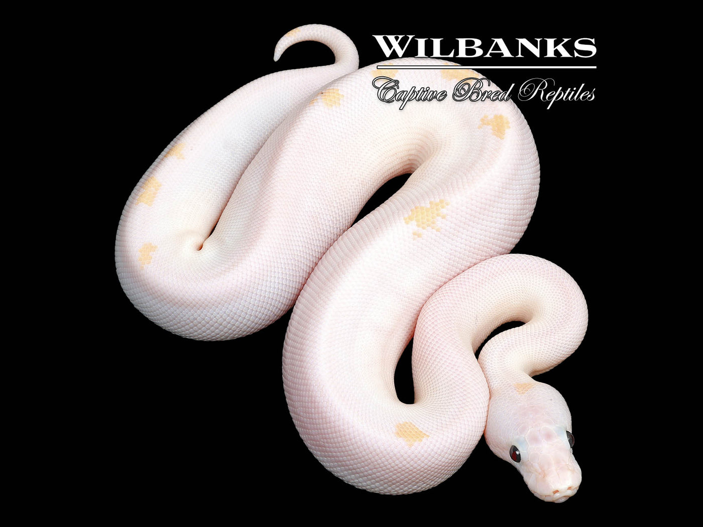 Super Fire Ball Python ♀ '25