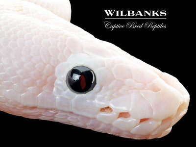 Super Fire Ball Python ♀ '25