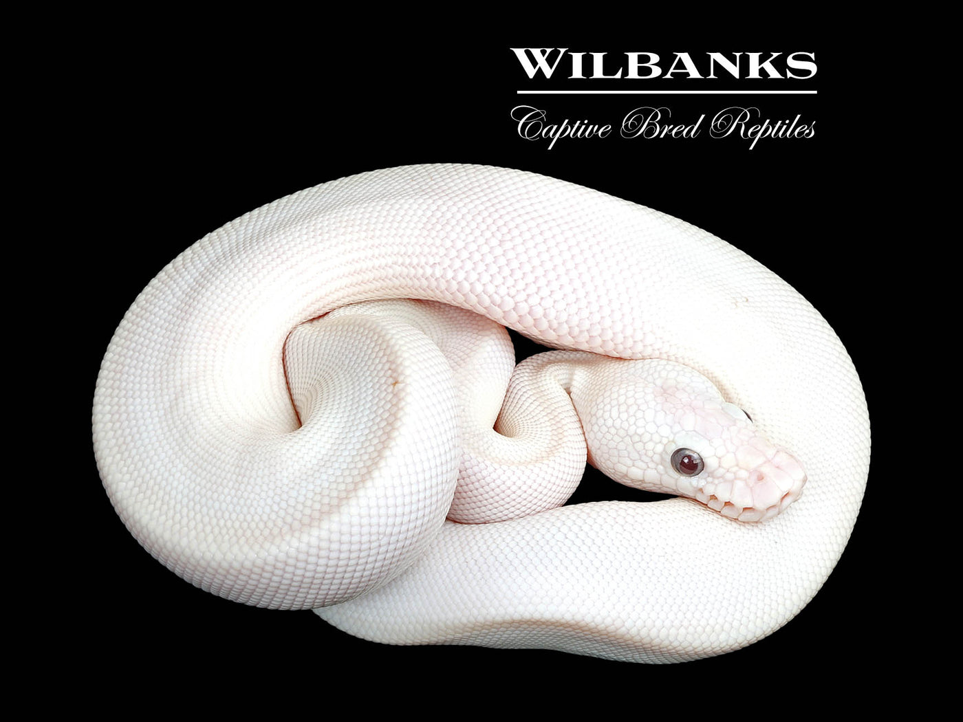 Banana Blue Eyed Leucistic (Mojave Butter) Ball Python ♂ '25