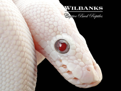 Banana Blue Eyed Leucistic (Mojave Butter) Ball Python ♂ '25