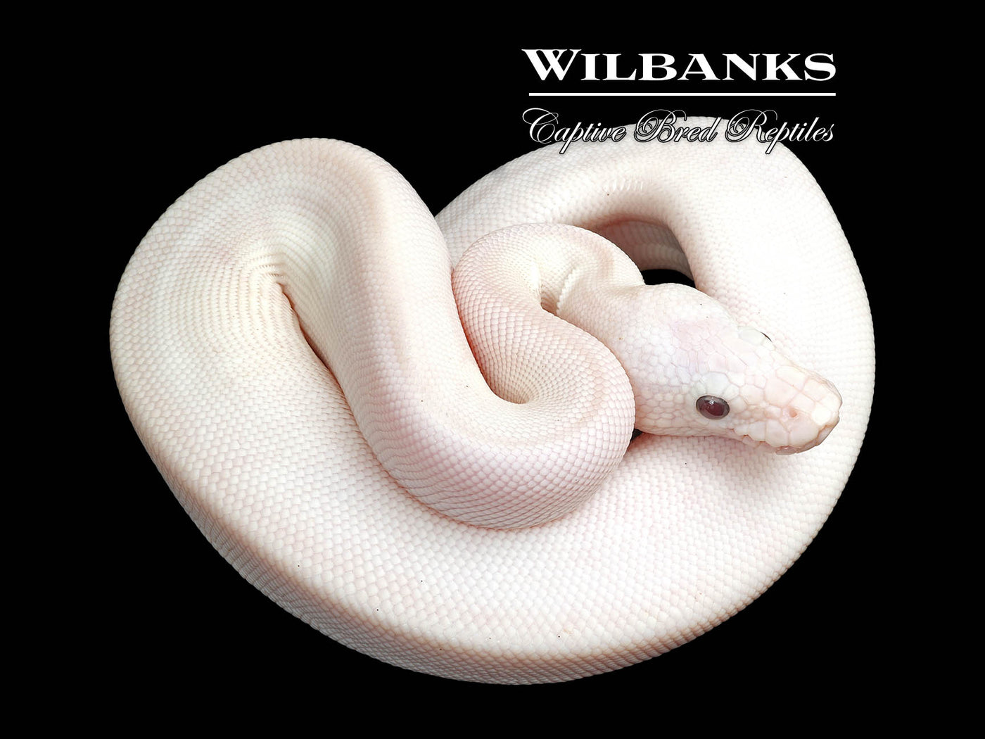 Banana Blue Eyed Leucistic (Mojave Butter) Ball Python ♂ '25