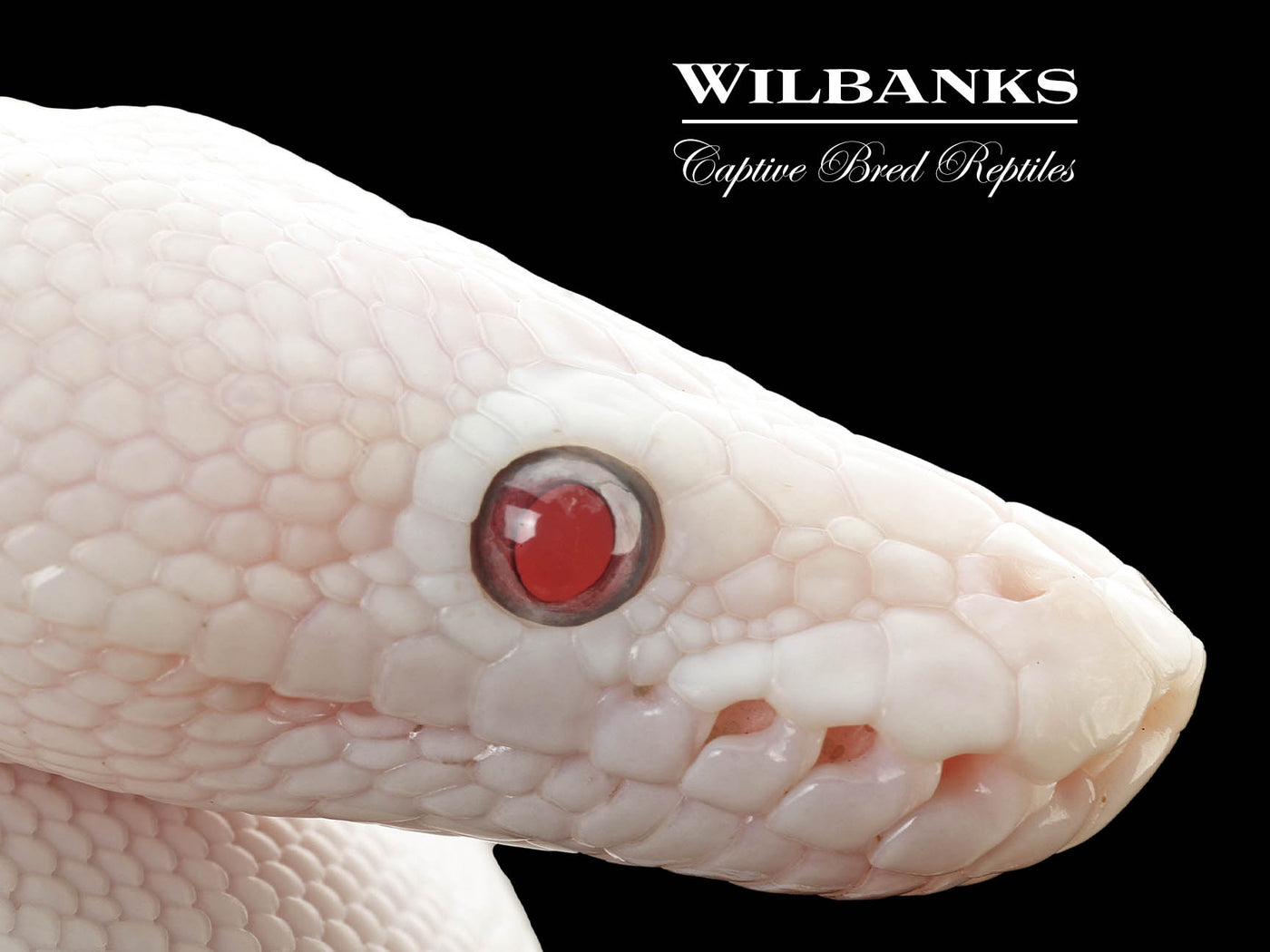 Banana Blue Eyed Leucistic (Mojave Butter) Ball Python ♂ '25