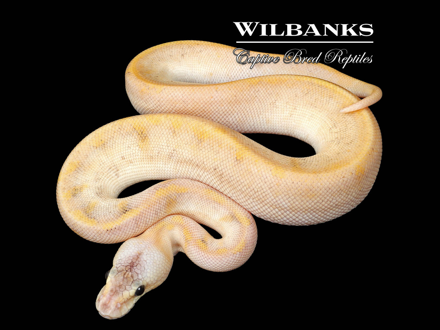 Pastel Champagne 100% Het. Lavender Ball Python ♀ '25