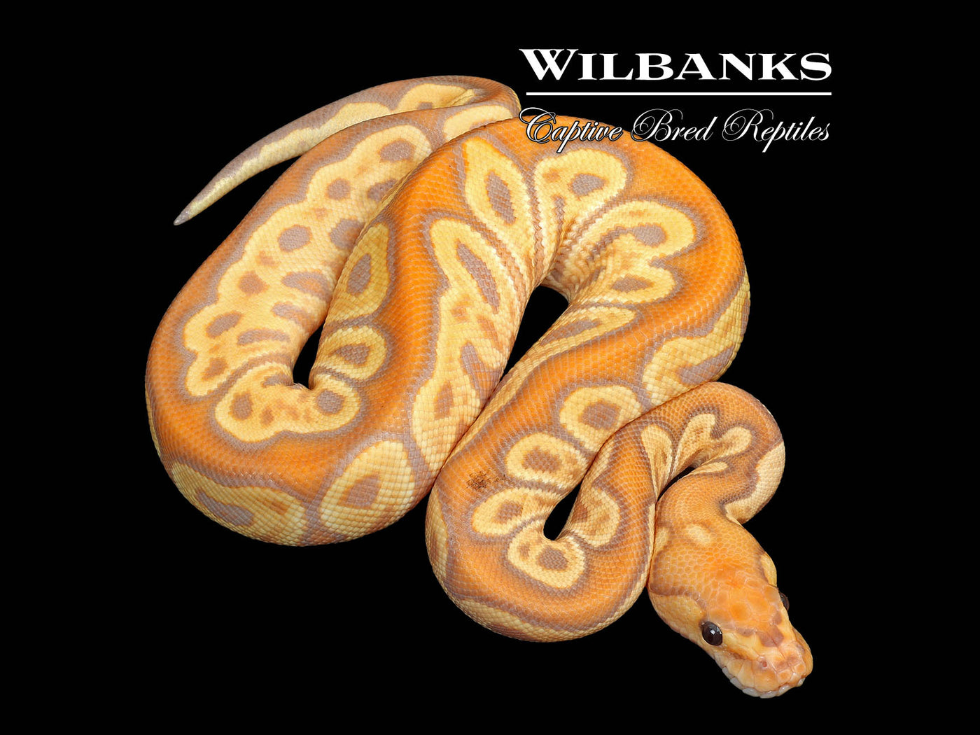 GHI Banana Clown Ball Python ♂ '25