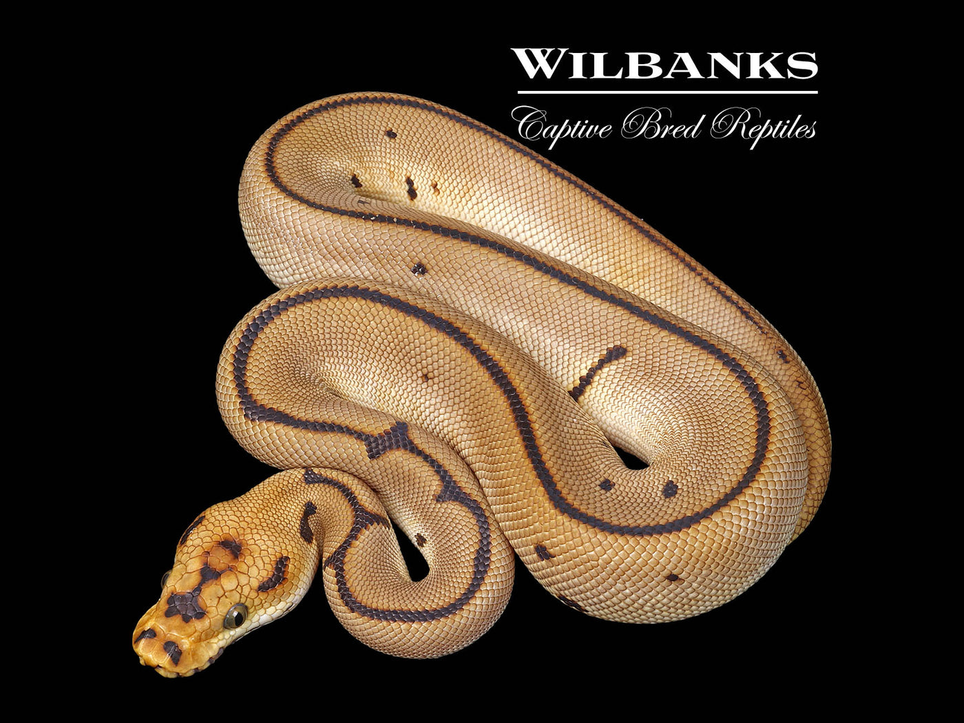 Spider Clown Ball Python ♂ '25