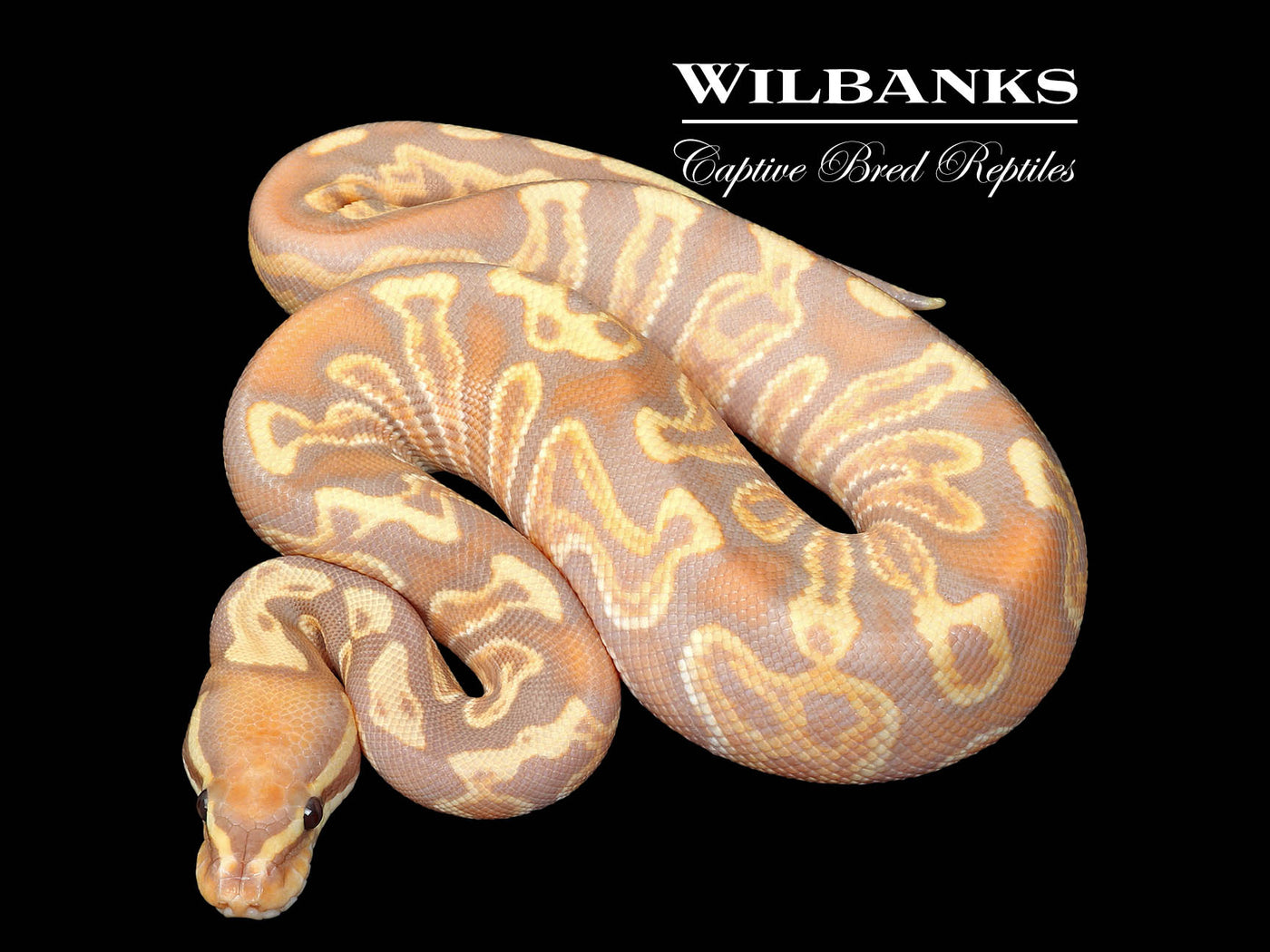 Banana GHI 100% Het. Clown Ball Python ♂ '25