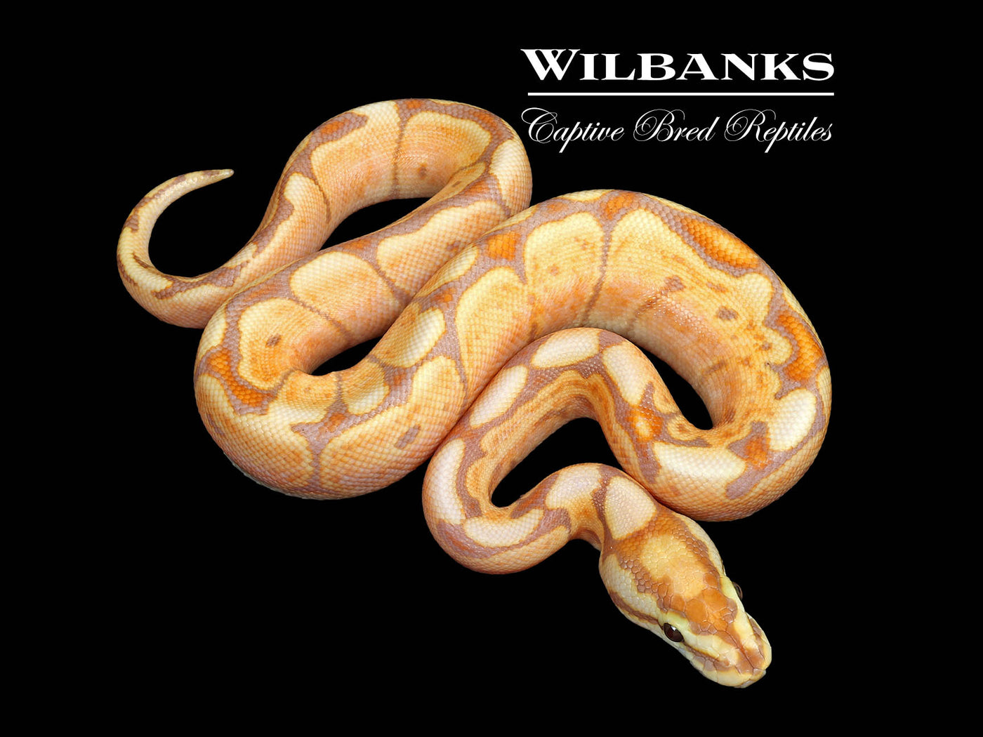 Banana GHI Spider Ball Python ♂ '25