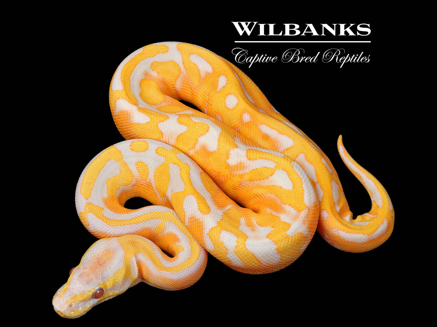 Blackhead Dreamsicle Ball Python ♀ '25