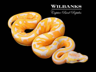 Blackhead Dreamsicle Ball Python ♀ '25