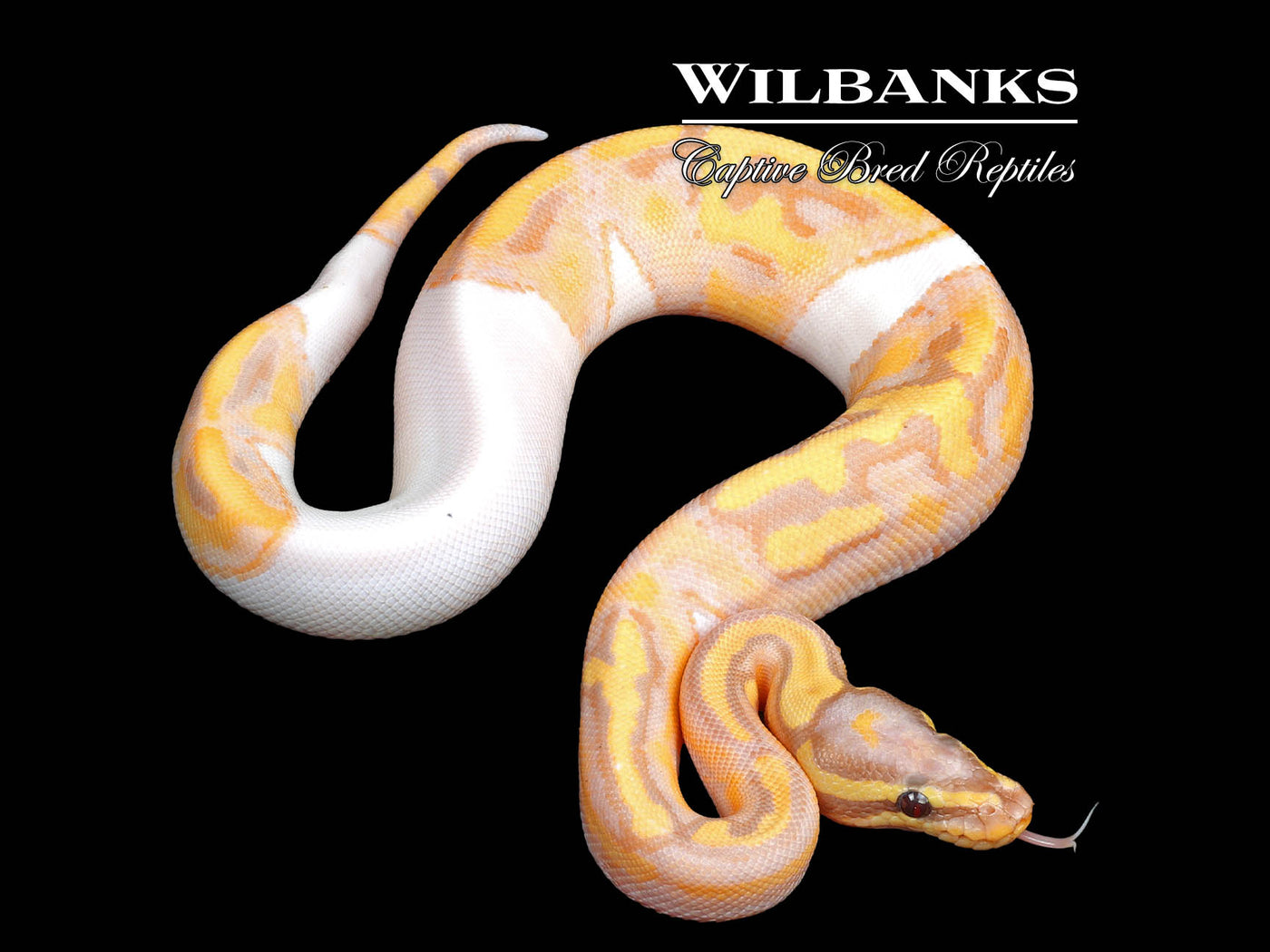 Banana Pied Ball Python ♂ '24