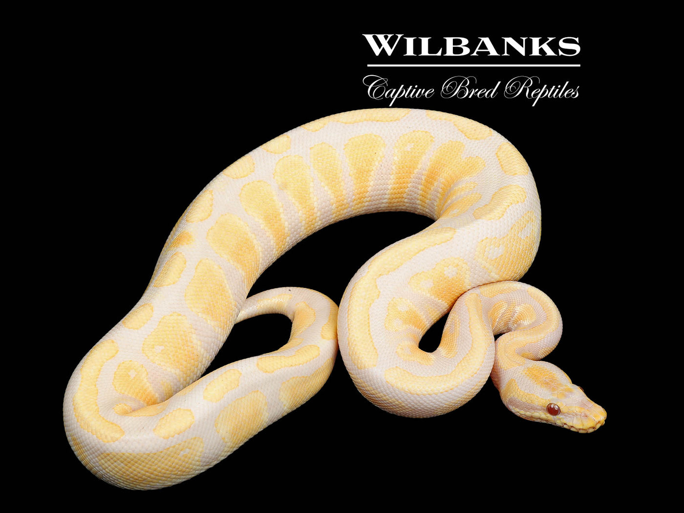 Lavender Albino 100% Het. Pied Ball Python ♂ '23