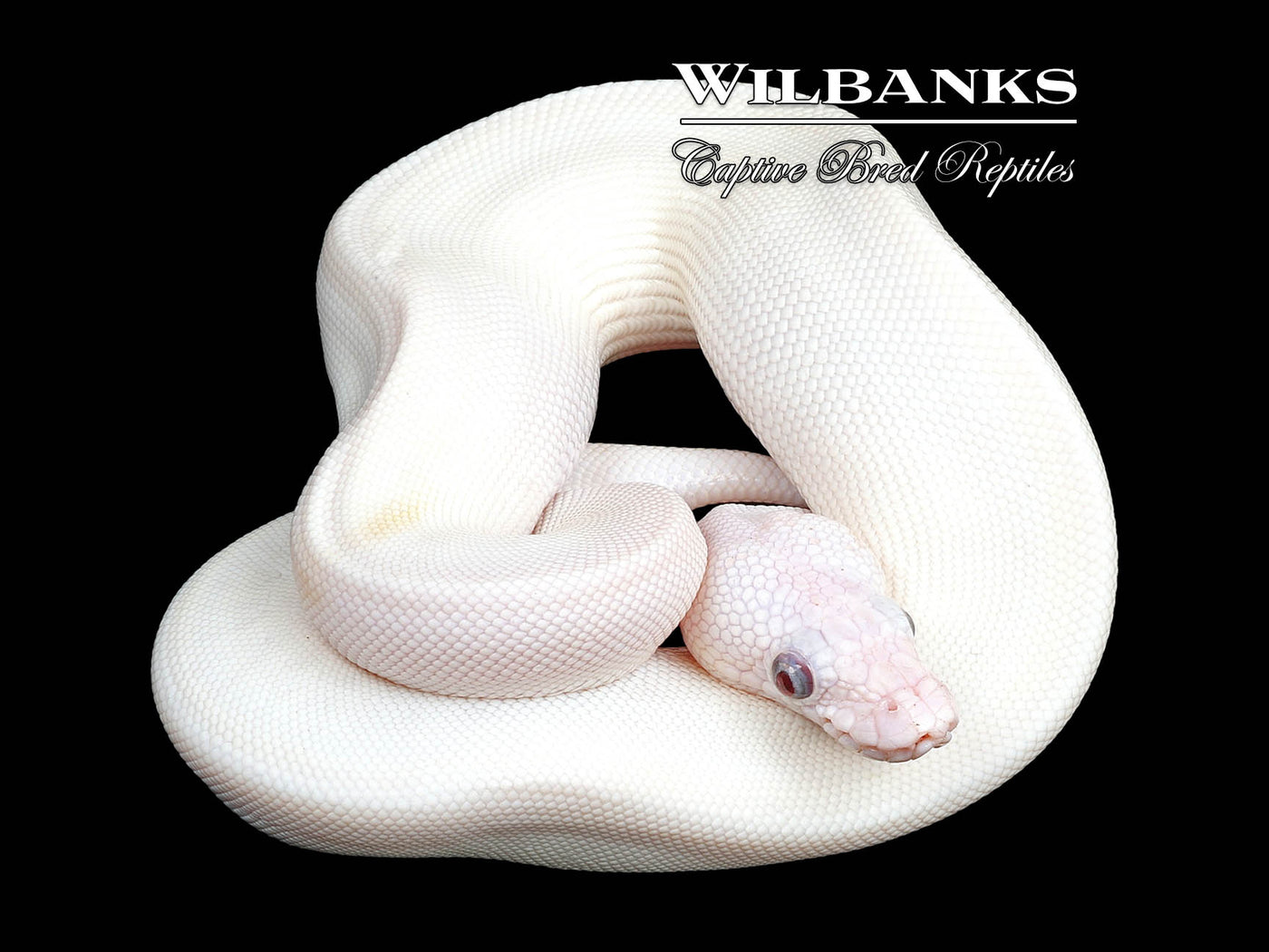 Blue Eyed Leucistic -Super Butter Ball Python ♀ '24