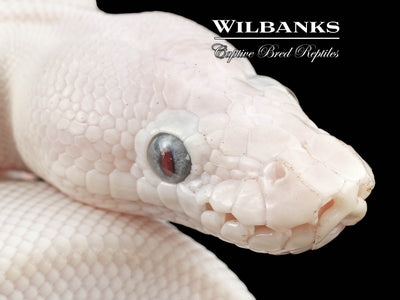 Blue Eyed Leucistic (Mocha Mojave) Ball Python ♀ '24